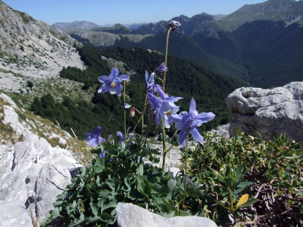 Aquilegia magellensis /  Aquilegia magellense